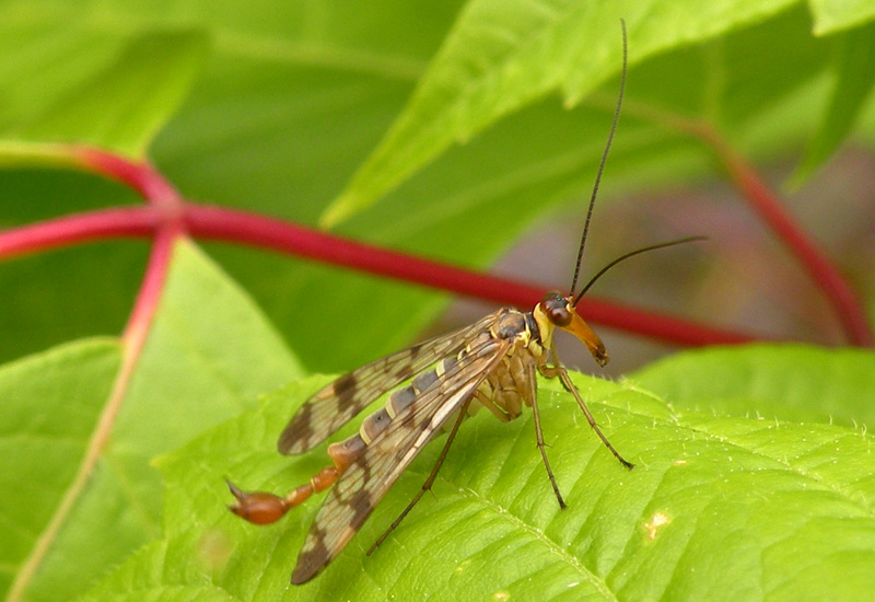 Panorpa cognata